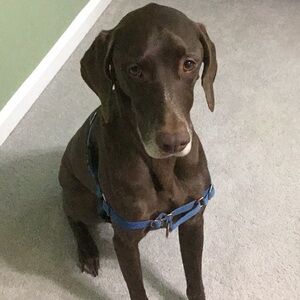 Easy Walk Harness in blue